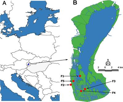 Photosynthetic traits of Phragmites australis along an ecological gradient and developmental stages